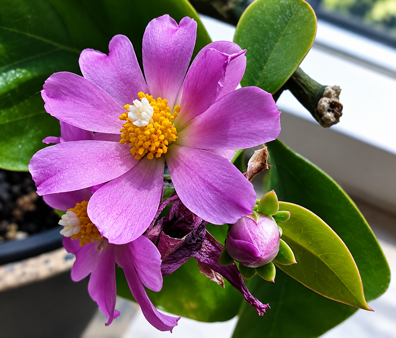 Ora-pro-nóbis em vaso: guia completo para cultivar na varanda